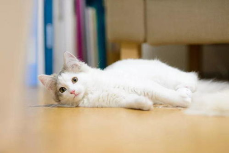 猫三联和妙三多有什么区别？新手铲屎官必看