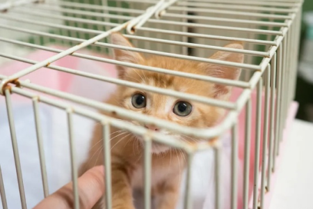 小猫刚到家笼养多久合适？不同猫咪的适应期分析