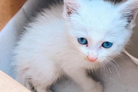 猫咪冷知识大全：这些关于猫咪的秘密你都知道吗？