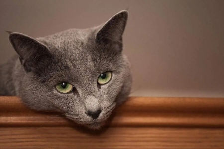 猫的级别是什么？不同品种猫咪智商大揭秘！