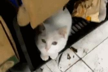 你知道猫的眼睛有多少种颜色吗？快来了解一下