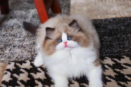 挑选两个月布偶猫的秘诀：避免上当受骗
