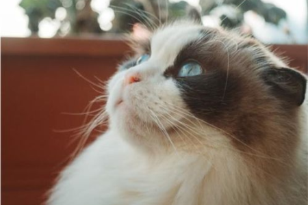 布偶猫的缺点：高颜值背后隐藏的养护难题