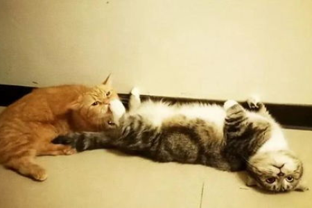 猫咪屁股对着你是喜欢你吗？猫咪行为背后的真相