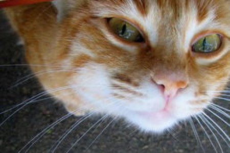 猫得了乳腺癌怎么办？治疗方法及护理指南