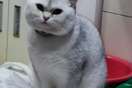 绝育后猫咪会发腮吗？科学解答猫咪发腮的秘密