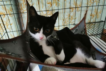 家里养猫很臭怎么办？简单有效的除臭方法推荐