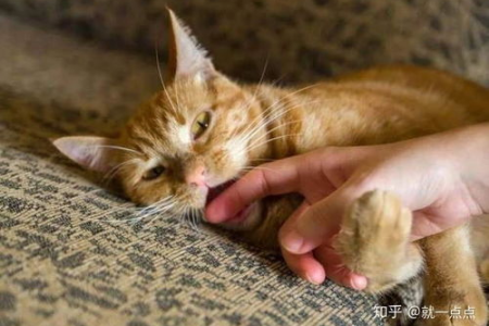 猫咪拴着养会怎样？后果严重，你了解吗？