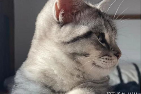 养猫新手必看：十大最适合家养的猫品种推荐