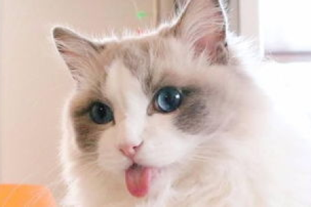 想知道你的布偶猫是不是串串？几个小技巧帮你鉴别