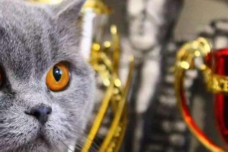 英短蓝猫的优缺点大揭秘，养它之前你必须知道！