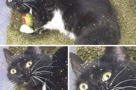 猫薄荷到底是什么植物？对猫咪有什么影响？