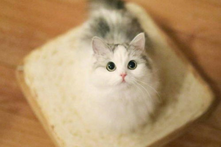 布偶猫价格这么贵？背后原因你不得不知道！