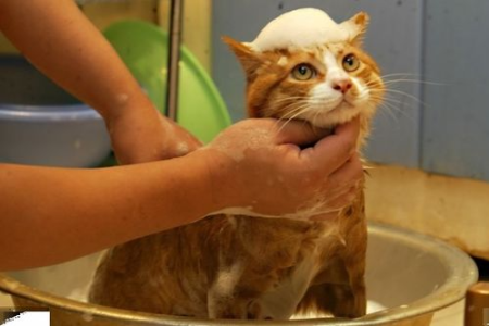 猫的动作代表什么？读懂猫咪肢体语言，轻松了解猫主子心思