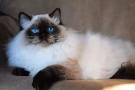布偶猫品相好坏怎么判断？新手必看选猫技巧