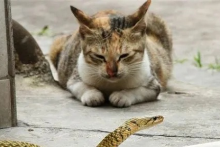 猫怕蛇吗？猫咪遇到蛇会发生什么？