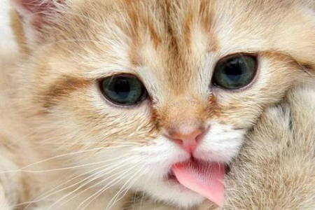 猫咪轻咬主人的真正原因，你真的了解你的猫咪吗？