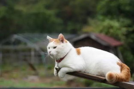 异地猫咪托运：省心省力快速到达目的地