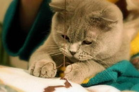 猫喜欢亲近什么样的人？性格温和是关键吗？