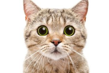 这些猫咪粘人指数爆表，你心动了吗？