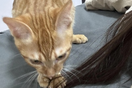 为什么我的猫喜欢咬头发？破解猫咪行为的秘密。