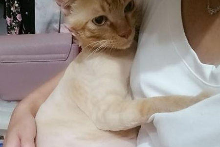 解读猫咪行为：猫是怎么表达情绪的？学会和猫咪更好地沟通！