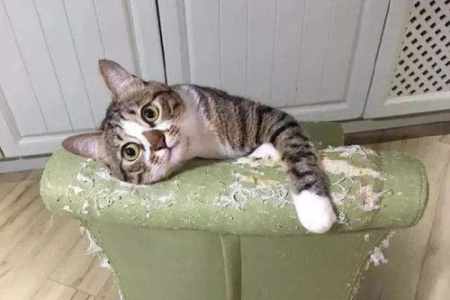 家里猫咪爱抓家具？教你如何阻止猫咪破坏家具！
