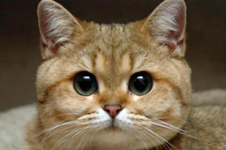 猫咪怎么表达喜欢主人？肢体语言告诉你答案！