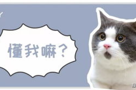 怎么培养和猫咪的感情？新手铲屎官必看实用技巧