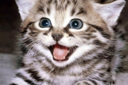 如何让小猫适应新家？新手必备的猫咪入门指南