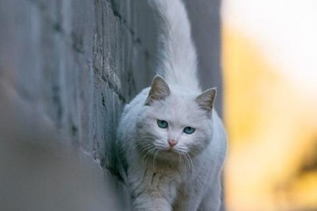 猫为什么咬人？铲屎官必看：猫咪咬人原因及解决策略