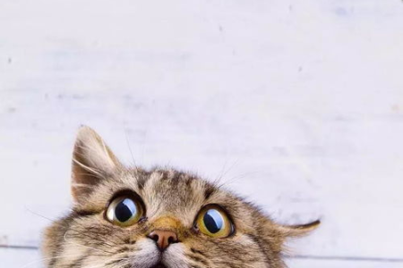 猫毛吸进肺里会怎样？专家权威解答