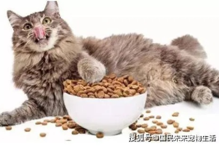 猫腹泻的常见原因及处理方法，铲屎官必看！