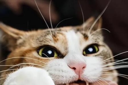 妙招速解！猫咪紧张焦虑的应对方法及原因