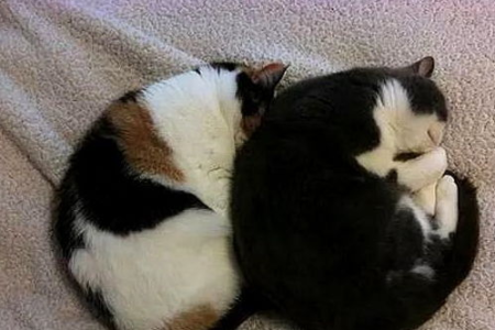 猫咪躲着你睡觉？猫咪不信任主人的隐藏表现大揭秘