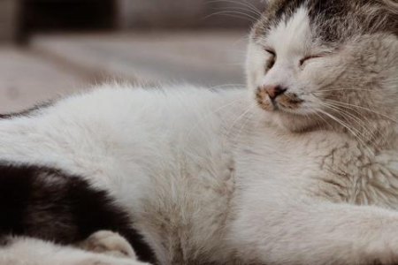 猫咪拉臭臭太臭了？教你从饮食到清洁全面解决