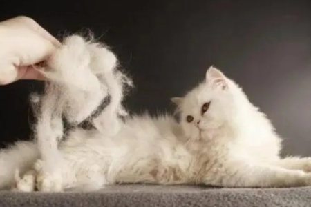 春秋两季猫换毛，你需要知道的都在这里！