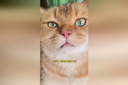 猫咪咕噜叫代表什么？铲屎官必知的猫咪语言