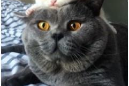 如何科学喂养猫咪？猫吃什么才能营养均衡