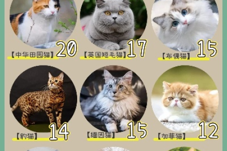 如何延长猫咪寿命？科学喂养是关键！