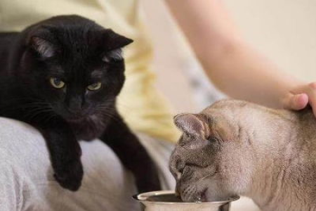 猫咪需要哪些营养成分？详解猫咪健康饮食必备营养