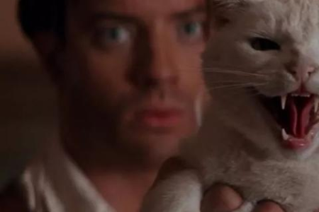 猫咪总是流眼泪？三个原因告诉你真相！