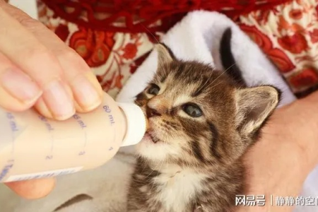 小猫奶粉喂养方法及注意事项，一看就懂