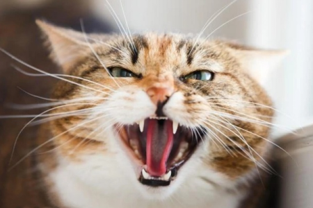 猫咪太胆小会吓死吗？铲屎官必看！