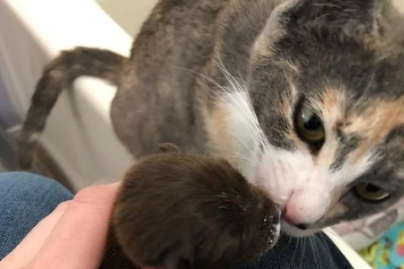 孤儿小猫如何存活？详细喂养及照护方法