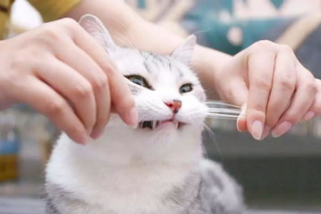 别小看猫咪的胡子！它能帮助猫咪做这些事