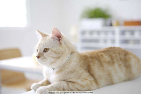 猫吃营养膏的量和频率，你掌握了吗？
