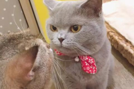 猫吃营养膏的益处有哪些？全面营养补充，健康加倍！
