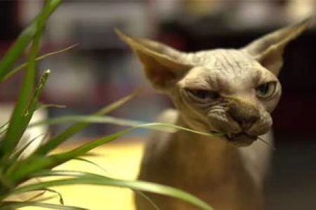 想知道斯芬克斯猫的品相标准吗？这里有详细解读