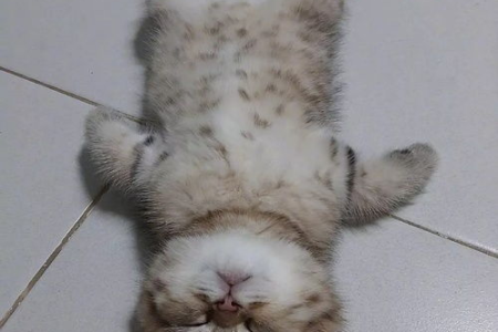 猫咪呜呜呜叫什么意思？铲屎官必看解读